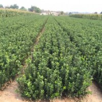 供應(yīng)各種規(guī)格大葉黃楊，北海道，櫻花，木槿，紫葉李