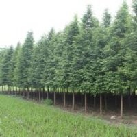 山西水杉、水杉苗圃、水杉苗木直銷