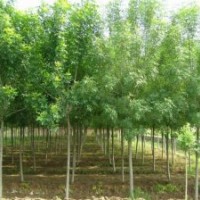 白蠟，定桿白蠟，半冠白蠟，全冠白蠟