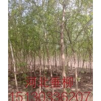 凱達(dá)--柳樹基地長(zhǎng)期供應(yīng)各種喬灌木