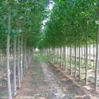 國槐、白臘、刺槐、黃金槐、速生柳、垂柳、椿樹、黃金槐