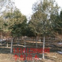 櫸樹.法桐.垂柳.合歡.欒樹.高桿女貞.紫薇