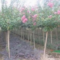 別稱入驚兒樹 百日紅 滿堂紅 紫薇價(jià)格，紫薇價(jià)格介紹