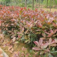 紅葉石楠、金葉蕕、紅帽月季、八仙花、法國冬青