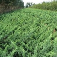 沙地柏、地柏、刺柏、龍柏