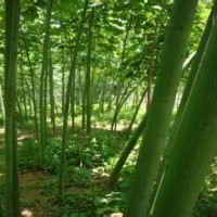 現(xiàn)在8公分10公分15公分青桐樹價格