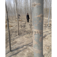 速生柳 垂柳 黃柳