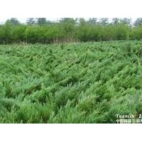 河北保定30-40-50-60-80公分高沙地柏價(jià)格