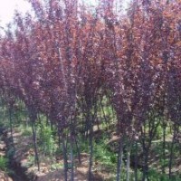 供應(yīng)榆葉梅，金葉榆，刺槐，紫葉李，樸樹(shù)