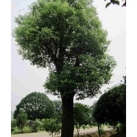 供應(yīng)湖南24公分多頭香樟，多桿香樟，實惠多多