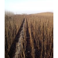 保定清苑處理欒樹，北欒，欒樹苗量大