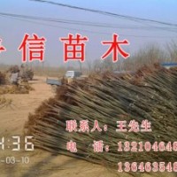 供應(yīng)國(guó)槐 白蠟 法桐 五角楓 榆樹(shù)紫葉李 毛白楊 速生柳 黃柳 垂柳