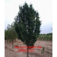 河北懷來海棠樹報價