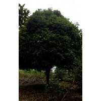 供應(yīng)大葉女貞、桂花、皂角