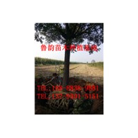 哪里有大規(guī)格國(guó)槐樹(shù)多少錢(qián)一棵