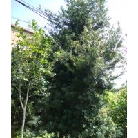 泉州羅漢松、廈門羅漢松、莆田羅漢松、龍巖羅漢松