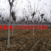 欒樹低價供應(yīng)：最新欒樹價格、最新欒樹圖片、欒樹基地