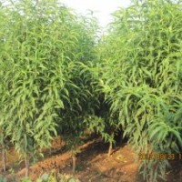 掃帚桃哪里有 山東--掃帚桃種植基地