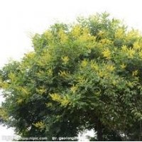 河北欒樹河北苗木綠化苗木欒樹報(bào)價(jià)欒樹價(jià)格欒樹規(guī)格國(guó)槐欒樹白蠟