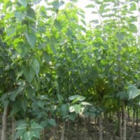 大量供應(yīng)小苗:紫薇大苗 、桑樹小苗 、扶芳藤小苗