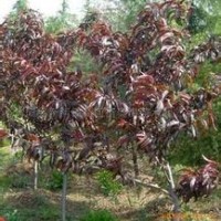 大量供應(yīng)小苗:連翹小苗 ，碧桃小苗、紫葉碧桃小苗