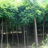 大量供應小苗:江南槐小苗、國槐小苗、垂槐小苗