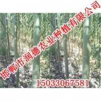 邢臺竹柳【邯鄲潤德農(nóng)業(yè)】竹柳價格