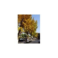 供應(yīng) 刺槐，雙季槐，蜀儈,國槐 五角楓