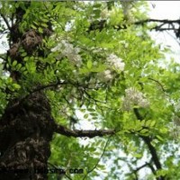 刺槐的苗木基地