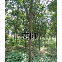 大量供應(yīng)各種規(guī)格樸樹,烏桕,香樟
