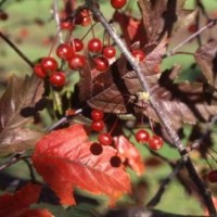 北美海棠系列，木瓜系列，皇家雨點(diǎn)，白蘭地