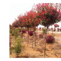 您不可不知的反季紅——紅葉石楠行道樹|紅葉石楠獨(dú)桿苗