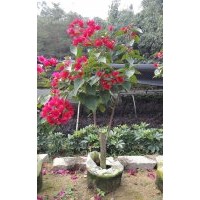 漳州三角梅 同安紅三角梅 紅色三角梅 云南大紫三角梅