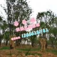 長期供應(yīng)茶條槭15-50公分