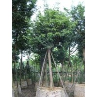 海南黃花梨米徑10---16分