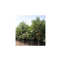 馬褂木種苗、馬褂木苗木