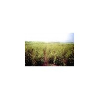 精品苗木、紅花木蓮苗木