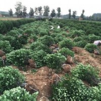 供應(yīng)大葉黃楊球，大葉黃楊苗，北海道黃楊，木槿，櫻花