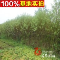 提供各種規(guī)格山桃 小苗 工程苗