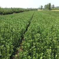 供應(yīng)：冬青球苗，大葉黃楊球苗，北海道黃楊球苗，金葉女貞球苗，