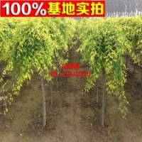 供應(yīng)金葉榆 各種喬木 【垂榆】