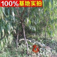 套數(shù)基地特價(jià)供應(yīng)各規(guī)格 壽星桃