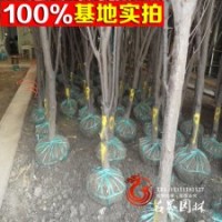 李子基地常年供應(yīng)【太陽(yáng)李】