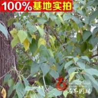 基地供應(yīng)楸樹(shù)楸樹(shù)苗楸樹(shù)工程苗