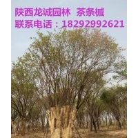 供應叢生茶條槭