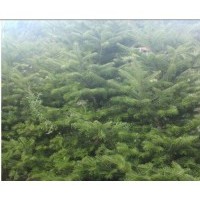 冷杉，冷杉苗，杉松樹苗，遼東冷杉苗，冷杉苗基地