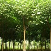 重陽木 重陽木產地