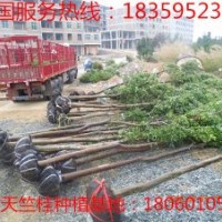 11公分天竺桂 供應11公分天竺桂 11公分天竺桂供應價格