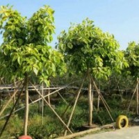 廣東富貴榕-云南富貴榕-四川富貴榕-貴州富貴榕-廣西富貴榕