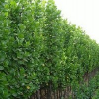 低價處理：北海道黃楊